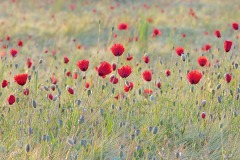 corn-poppy_12Jul23