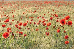 corn-poppy_19Apr24