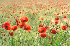 corn-poppy_27Jul23