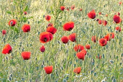 corn-poppy_28Jul23