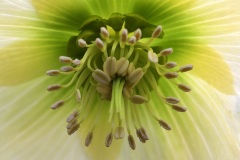 corsican-hellebore_18Feb23
