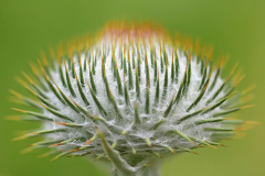 cotton-thistle_16Jun26