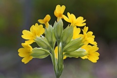 cowslip_28Mar26