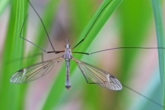 crane-fly_02May22