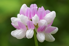 crown-vetch_19Jun20