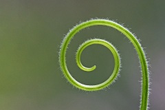 cucumber-tendril_29Jun22