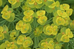 cypress-spurge_23May25