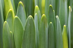 daffodil_20Feb26