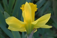 daffodil_27Feb26