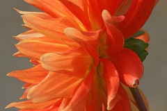 dahlia-hybrida_13Oct25