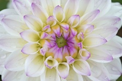 dahlia-hybrida_14Sep23