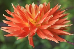 dahlia-hybrida_18Oct25