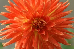 dahlia-hybrida_20Oct25