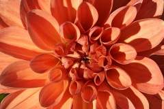 dahlia-hybrida_22Aug22