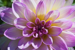dahlia-hybrida_23Aug22