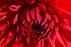 dahlia-hybrida_31Aug22