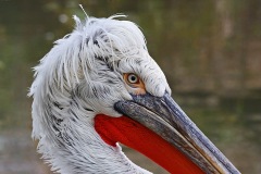 dalmatian-pelican_03Dec22
