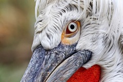 dalmatian-pelican_04Dec22