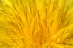 dandelion_02Mar24