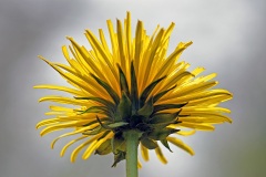 dandelion_13Apr22