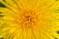dandelion_14Apr22