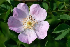 dog-rose_03Jun08