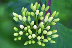 dogwood_17May22