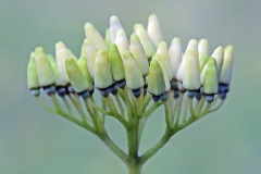dogwood_18May22
