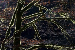 doubs_28Nov21.