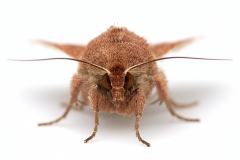 drinker-moth_26May19