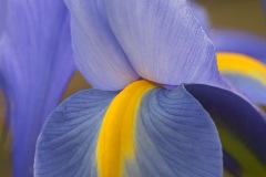 dutch-iris_28Apr24