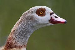 egyptian-geese_04Apr22