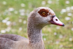 egyptian-geese_05Apr22