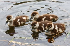 egyptian-geese_07Apr22