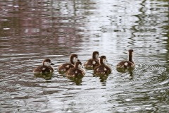 egyptian-geese_08Apr22