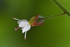 enchanters-nightshade_21Sep22