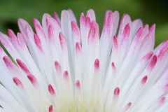 english-daisy-_14Mar20