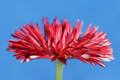 english-daisy_22Mar22