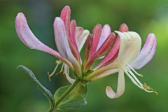 european-honeysuckle_18Aug23