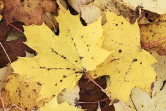 fall-colors_18Oct22