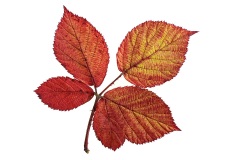 fall-colors_19Oct22