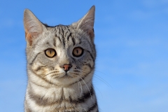 farm-cat-_25Nov20