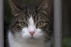 farm-cat_08Feb22