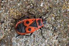 firebug_08Feb24