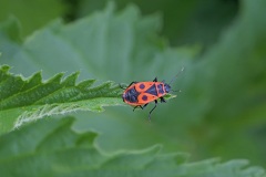 firebug_27Apr22