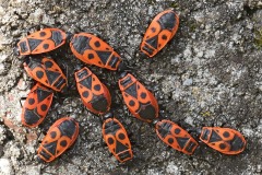 firebugs_04Apr24