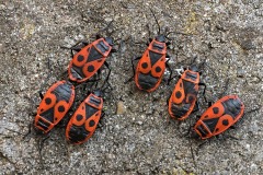 firebugs_15Feb22