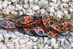 firebugs_25Feb26