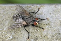 flesh-fly_15May26