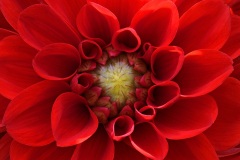 flower-colors_05Sep24